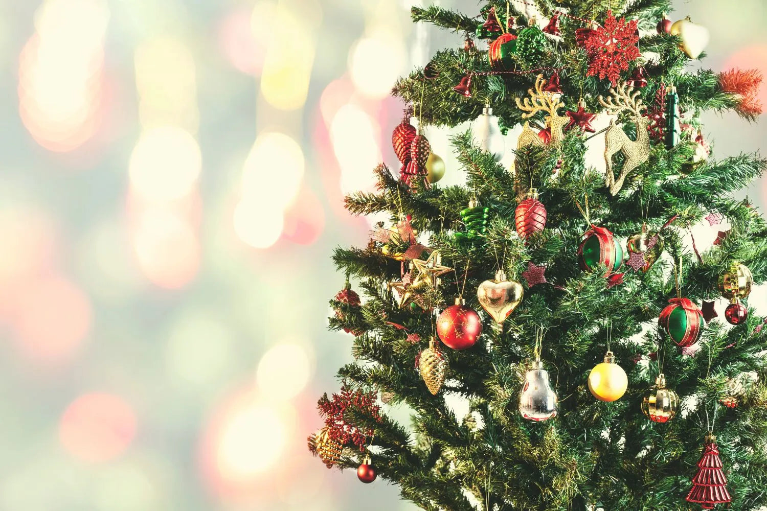 Weihnachtsbaum mieten
